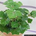 grape ivy